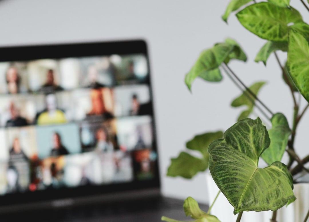 zoom call plant